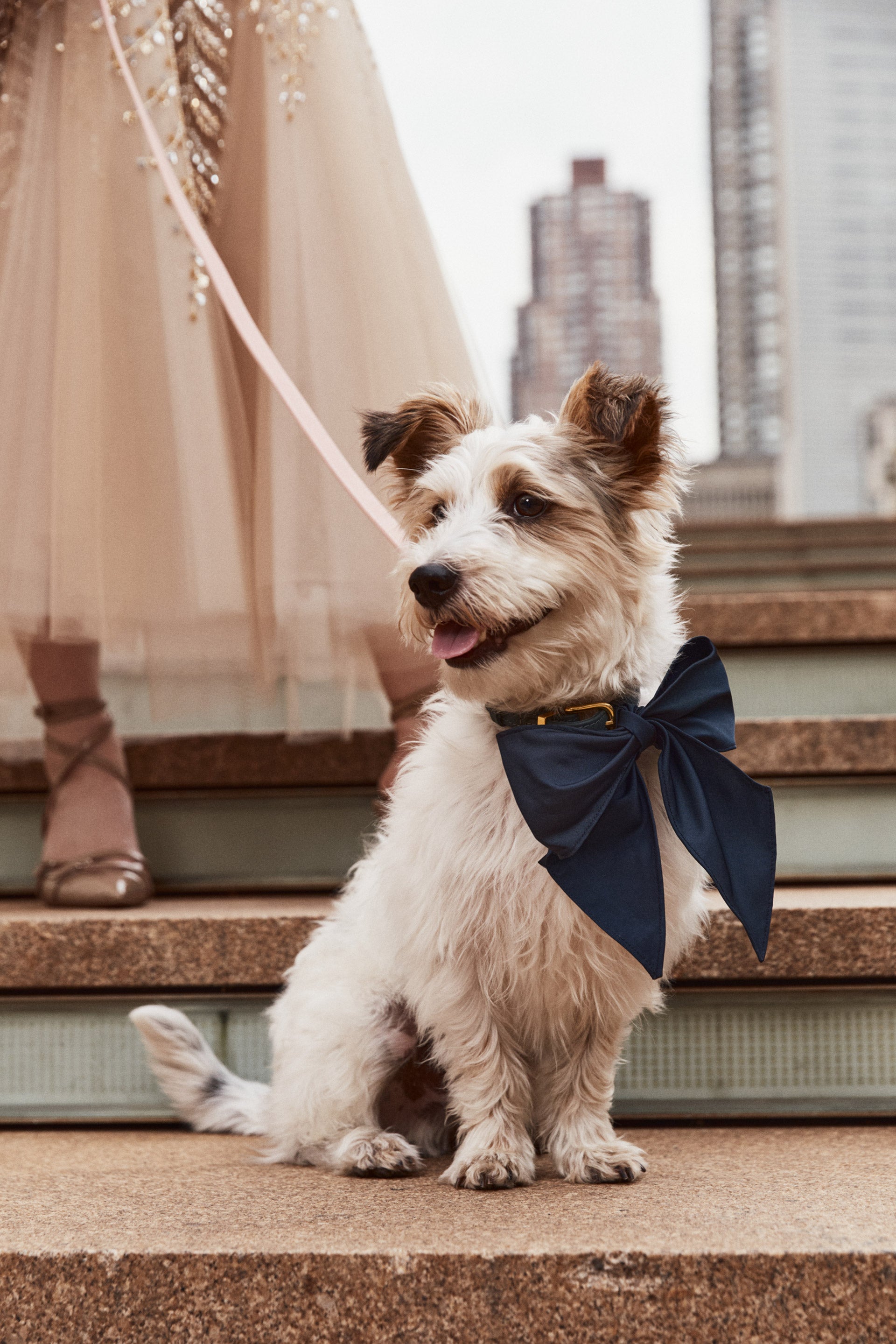 Navy ODLR x @SimonSits Dog Bow featuring an oversized shape and long pointed tails. Front View.