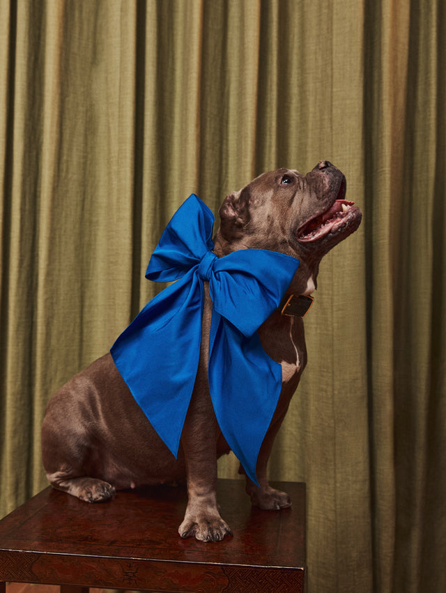 Lapis Blue ODLR x @SimonSits Dog Bow featuring an oversized shape and long pointed tails. Front View.