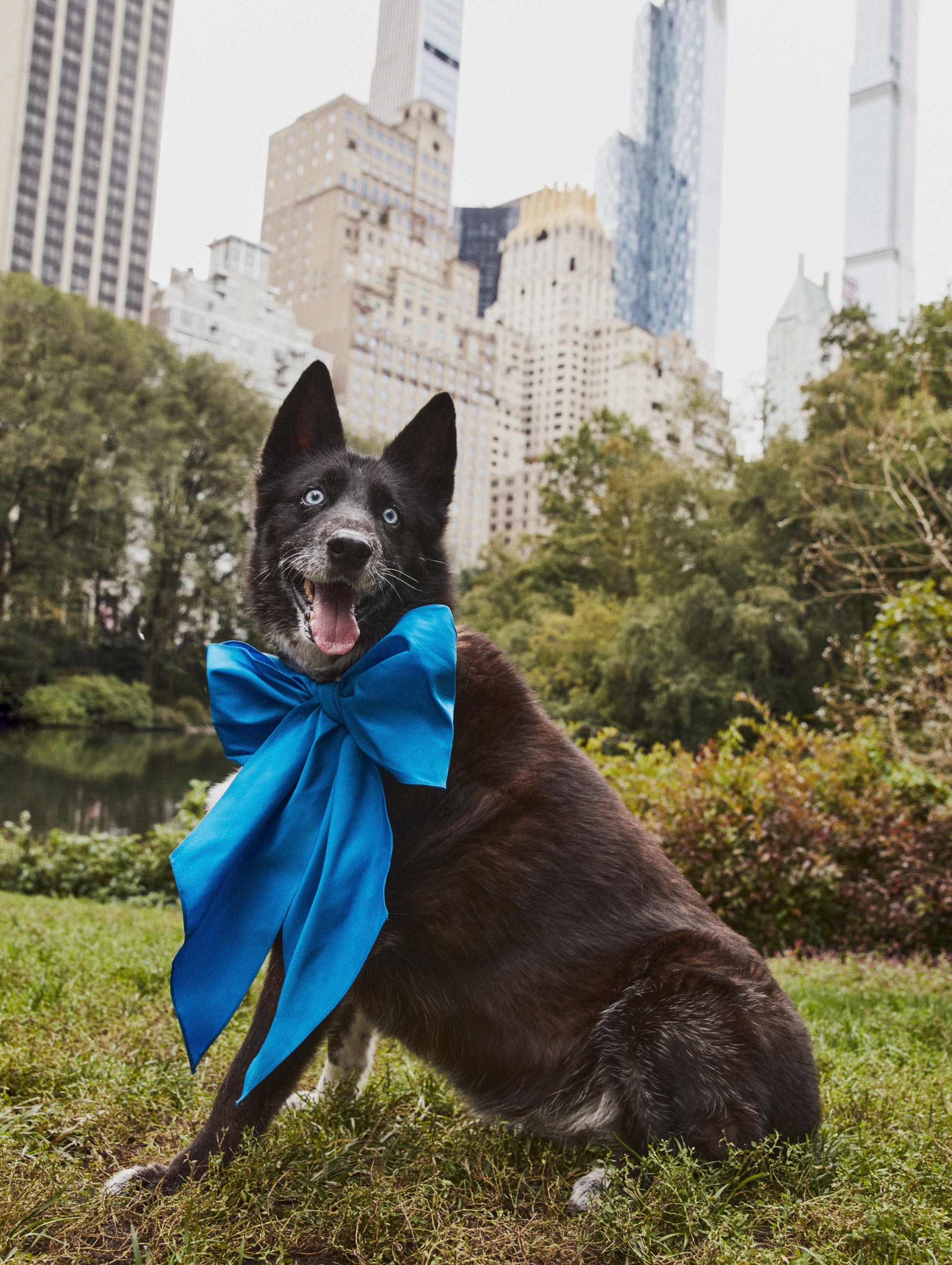 Blue ODLR x @SimonSits Dog Bow featuring an oversized shape and long pointed tails. Front View.